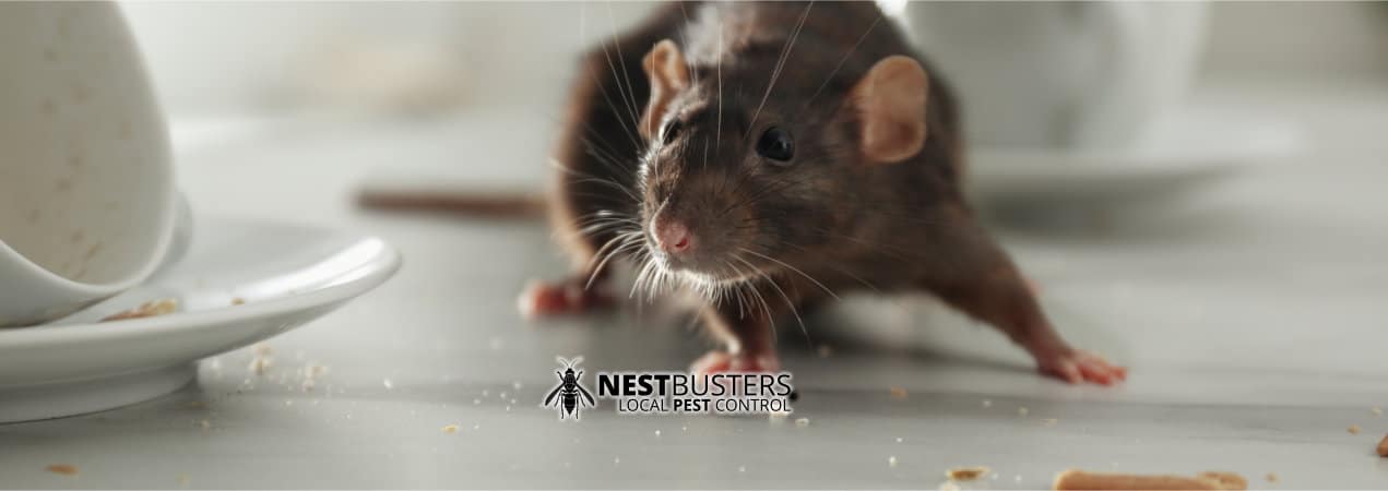 Rat and Mouse Prevention Tips