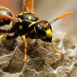 Wasp Nest Removal Oxton