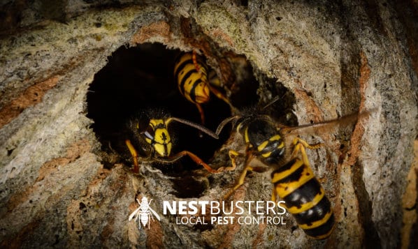 Wasp Nests Lowdham | Pest Control | Nestbusters