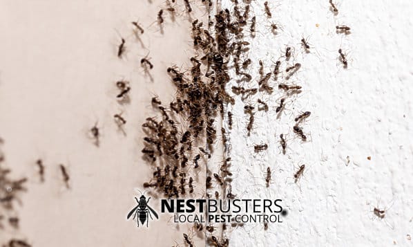 Ant Control in Lowdham, East Bridgford, Burton Joyce, Bingham, Southwell, Calverton, & Surrounding Villages