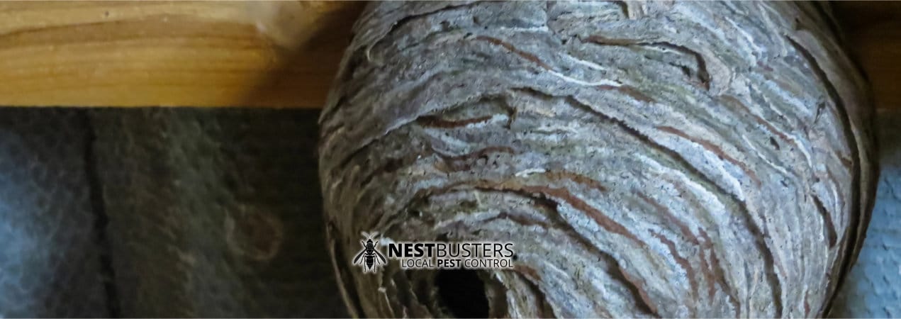 Wasp Nest Removal & Ant Control in Newark
