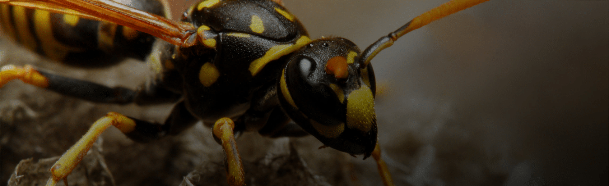Wasp Nest Removal Gunthorpe