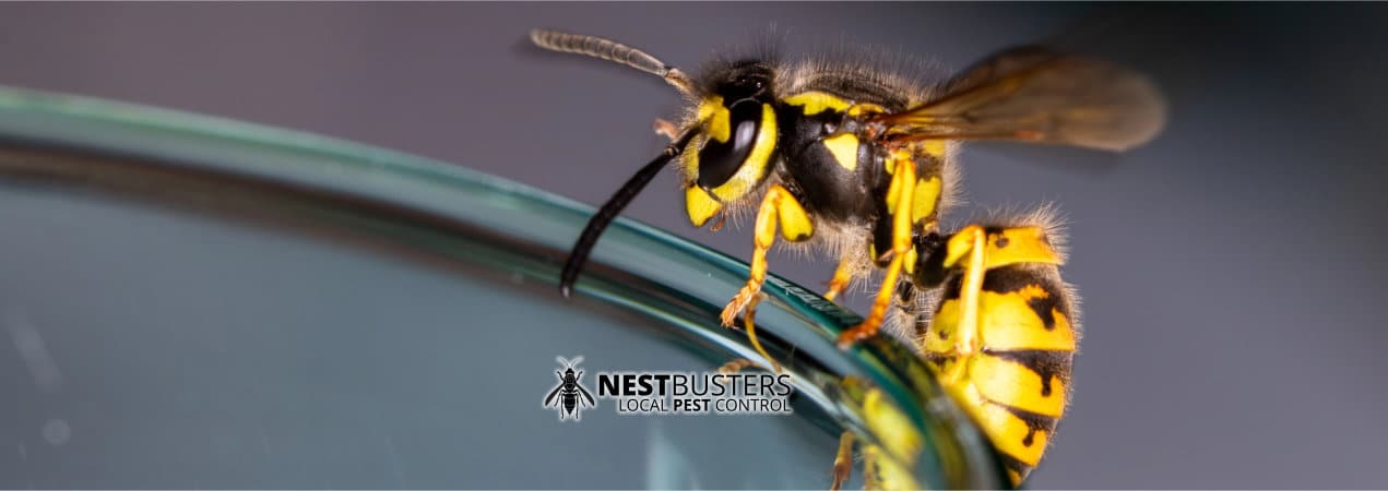 Wasp Nest Removal in Burton Joyce £50