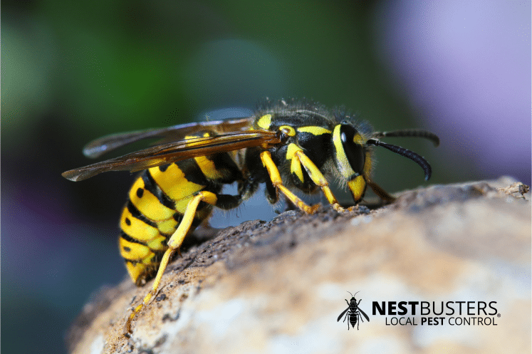 Wasp Nest Removal Book Online.