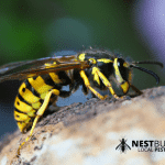 Wasp Nest Removal Hucknall for £50