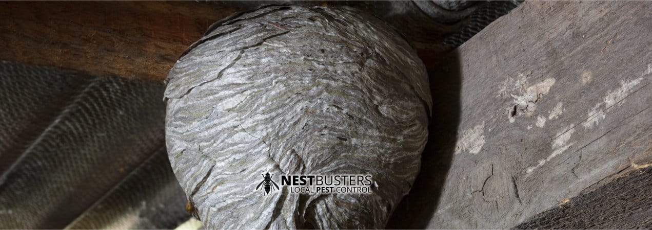 Wasp Nest Removal in Woodborough