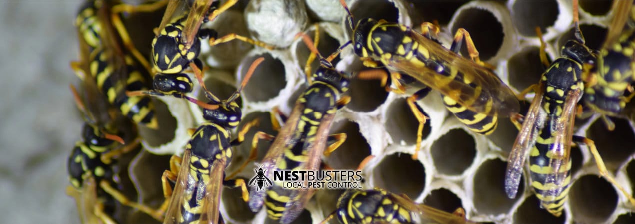 Wasp Removal & Pest Control Near Me