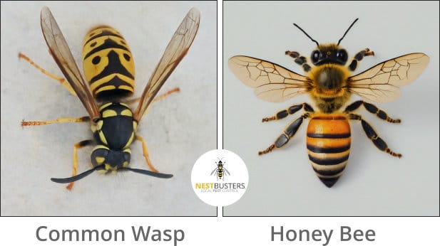 Wasps or Honey Bees