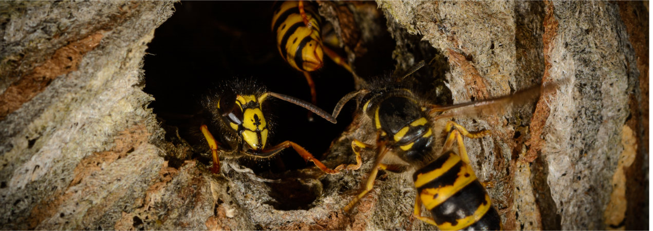 Wasp Nest Removal Thurgarton