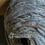 Local Wasp Nest Removal Just £50