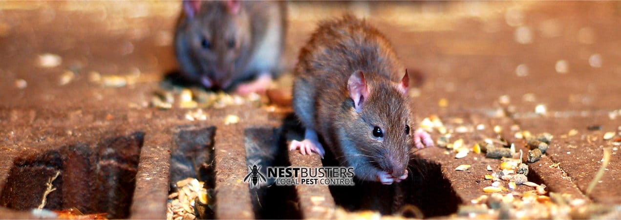 rodent control, rat control, mice control, pest control, rodent removal, rat removal, mice removal, pest control near me, local pest control, pest control services, rodent infestation, rat infestation, mice infestation, pest control tips, how to get rid of rats, how to get rid of mice, rat traps, mouse traps, rodent proofing, pest prevention