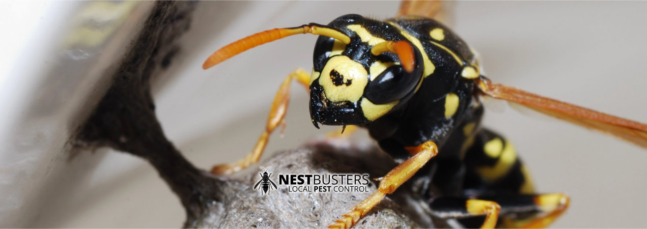 Wasp Nest Removal in Carlton