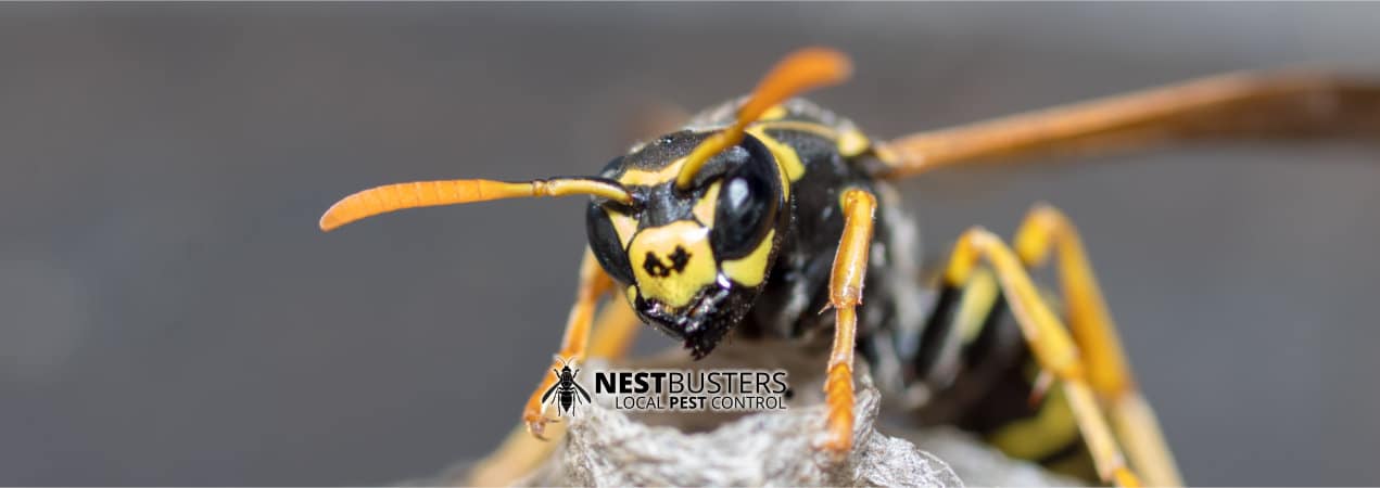 Wasp Nest Treatment