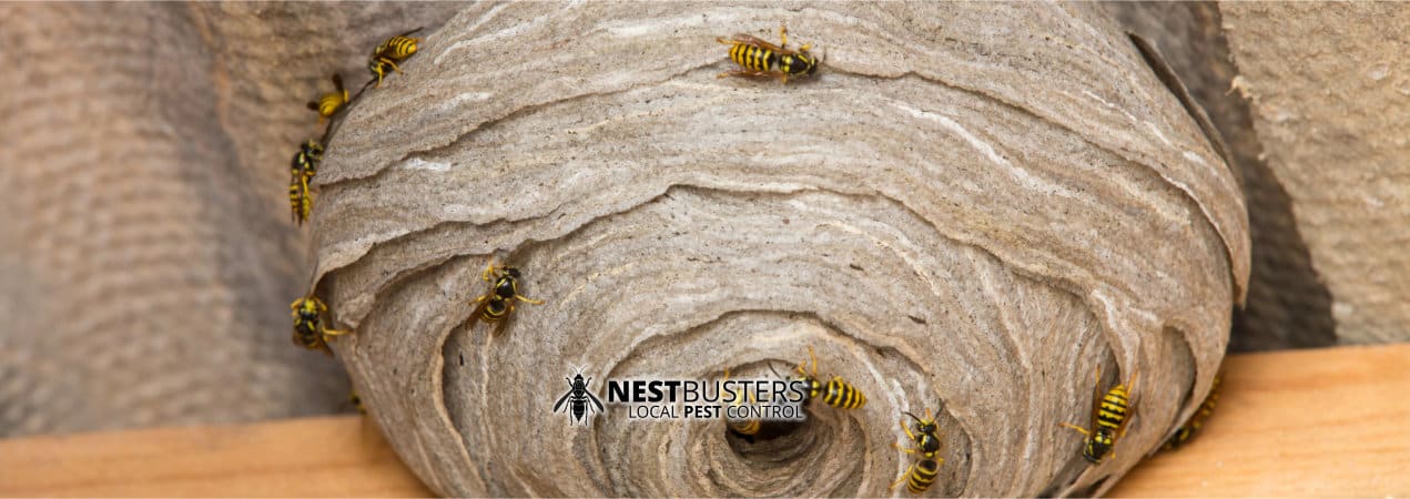 wasp nest in Bingham