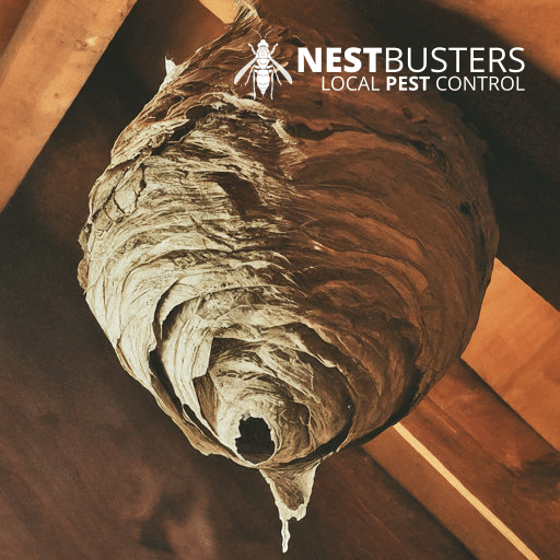 Wasp nest removal Bottesford