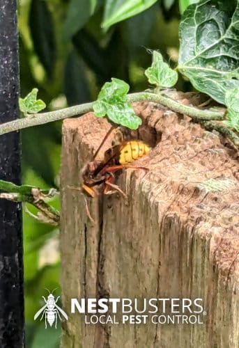 treat a Hornet nest